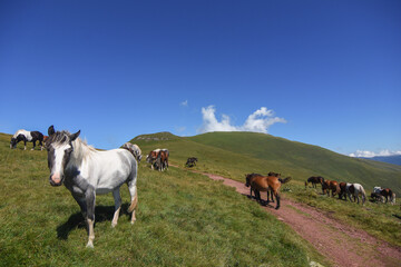 Semi-wild horses on Stara Planina(Old mountain). Horses on mountain.  Old mountain in Eastern Serbia.