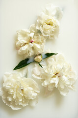 Obraz na płótnie Canvas Milk water with white peony. Beauty spa and wellness treatment with flower petals