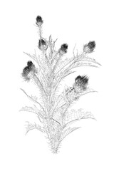 Fototapeta premium Wireframe of flowers with sharp leaves from black lines isolated on white background. 3D. Vector illustration