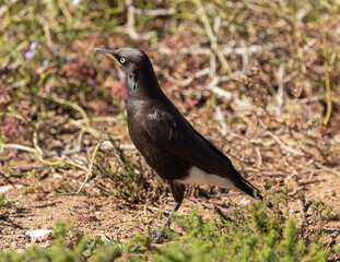 One pied starling on the ground