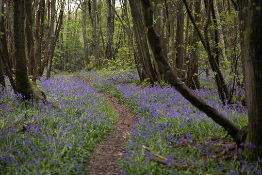 bluebells in gloomy woodland