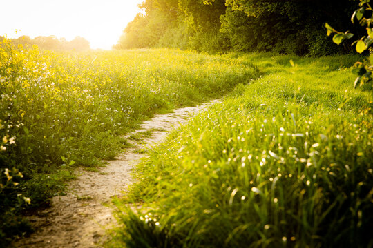 grassy meadow footpath sunset