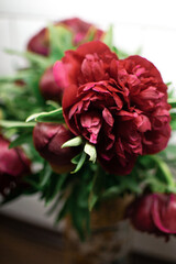 Burgundy peonies 