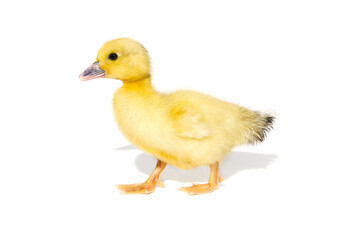 NewBorn little Cute yellow duckling isolated on white.