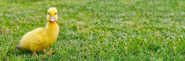 Small newborn ducklings walking on backyard on green grass. Yellow cute duckling running on meadow field in sunny day. Banner or panoramic shot with duck chick on grass.