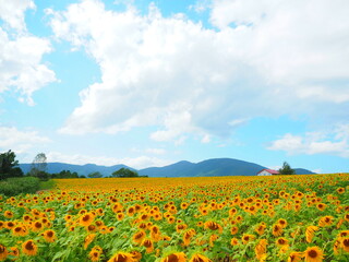 Fototapeta premium 北海道の絶景 赤井川村のひまわり畑