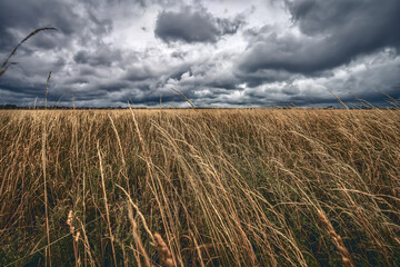 a dried up meadow with dramatic storm clouds