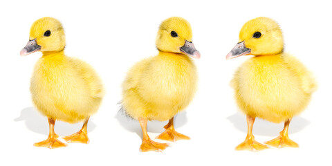 Collage of cute yellow ducklings isolated on a white background. Panorama of newborn baby ducks, can be used as banner.