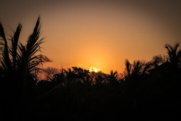 Obraz premium wheat field at sunset