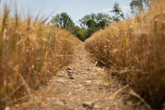 path through wheat field