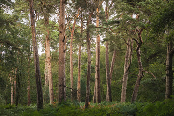 Fototapeta premium pine tree woodland