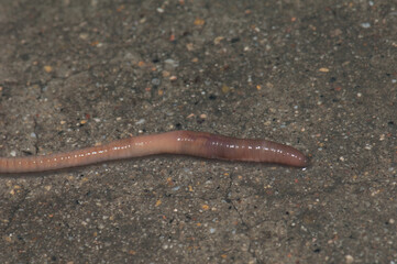 Earthworm. Huesca. Aragon. Spain.
