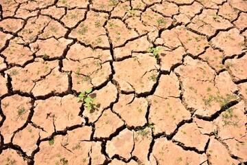 Planta brotando sobre tierra seca agrietada