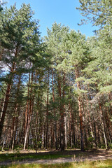 Summer green pine forest with high trees in a sunny day