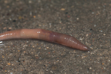 Earthworm. Huesca. Aragon. Spain.