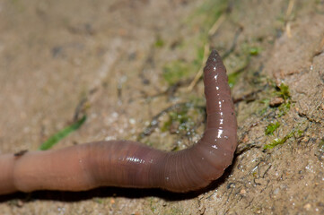 Earthworm. Huesca. Aragon. Spain.