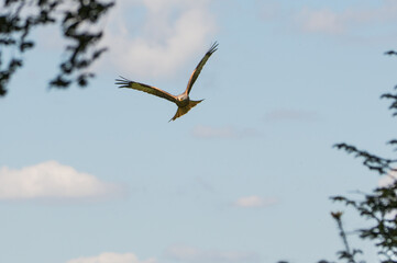 Red Kite over Harewood, Yorshire.