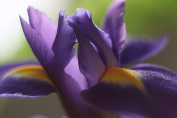 Fototapeta na wymiar A close up of a flower