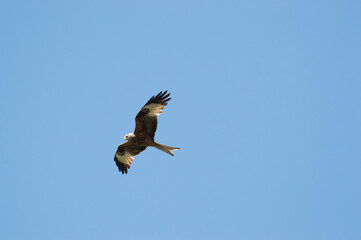 Red Kite over Harewood, Yorshire.