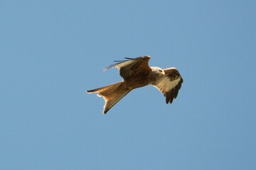 Red Kite over Harewood, Yorshire.