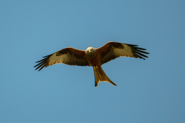 Red Kite over Harewood, Yorshire.