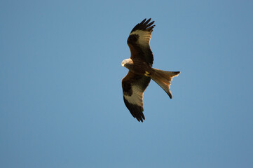 Red Kite over Harewood, Yorshire.