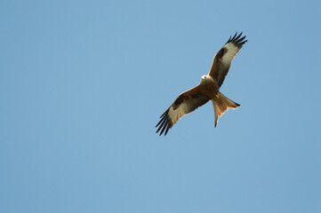 Red Kite over Harewood, Yorshire.