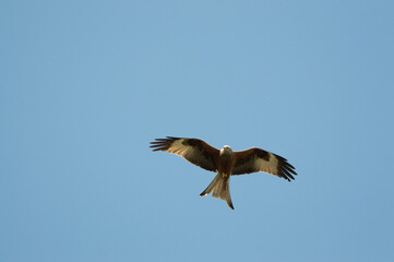 Red Kite over Harewood, Yorshire.