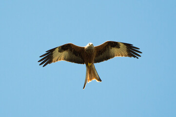 Red Kite over Harewood, Yorshire.