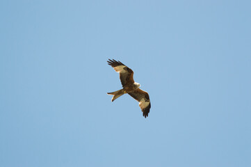 Red Kite over Harewood, Yorshire.