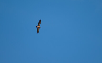 Griffon vulture (Gyps fulvus) in flight. Natural Park of the Mountains and Canyons of Guara. Huesca. Aragon. Spain.