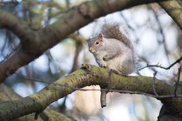 Close up of a squirrel in a tree, Harrogate, Yorkshire.