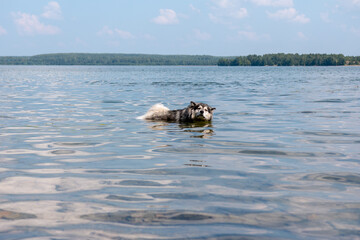 Fototapeta premium Alaskan Malamute