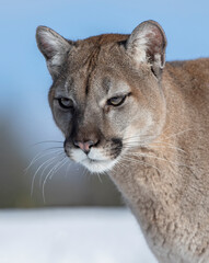 Cougar or Mountain lion (Puma concolor) walking through the mountains in the winter snow.