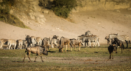 Fototapeta na wymiar herd of wildebeest and zebra along the Boteti River Valley in Botswana