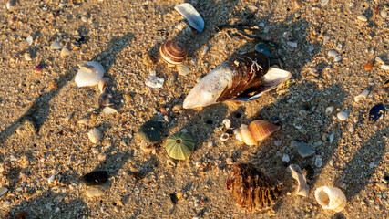 Shells on the beach at sunrise
