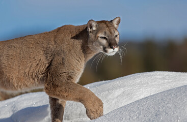 Cougar walking in the winter snow 