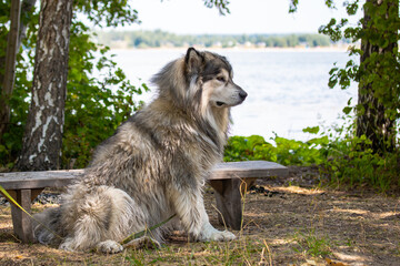 Alaskan Malamute