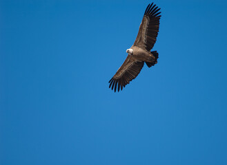 Griffon vulture Gyps fulvus in flight. Natural Park of the Mountains and Canyons of Guara. Huesca. Aragon. Spain.
