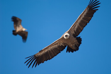 Griffon vultures Gyps fulvus in flight. Natural Park of the Mountains and Canyons of Guara. Huesca. Aragon. Spain.