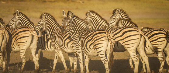 zebras in the wild - small family group in the late afternoon