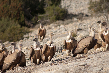 Naklejka na ściany i meble Griffon vultures Gyps fulvus. Natural Park of the Mountains and Canyons of Guara. Huesca. Aragon. Spain.