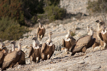 Griffon vultures Gyps fulvus. Natural Park of the Mountains and Canyons of Guara. Huesca. Aragon. Spain.