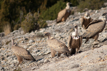 Griffon vultures Gyps fulvus. Natural Park of the Mountains and Canyons of Guara. Huesca. Aragon. Spain.