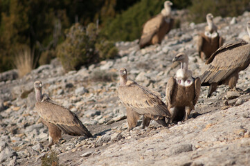 Griffon vultures Gyps fulvus. Natural Park of the Mountains and Canyons of Guara. Huesca. Aragon. Spain.