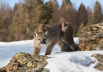 Foto auf Leinwand Cougar or Mountain lion (Puma concolor) on the prowl in the winter snow in the U.S. © Jim Cumming