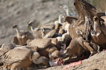Griffon vultures Gyps fulvus eating. Natural Park of the Mountains and Canyons of Guara. Huesca. Aragon. Spain.