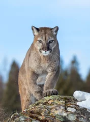 Tuinposter Cougar or Mountain lion (Puma concolor) on the prowl in the winter snow in the U.S. © Jim Cumming
