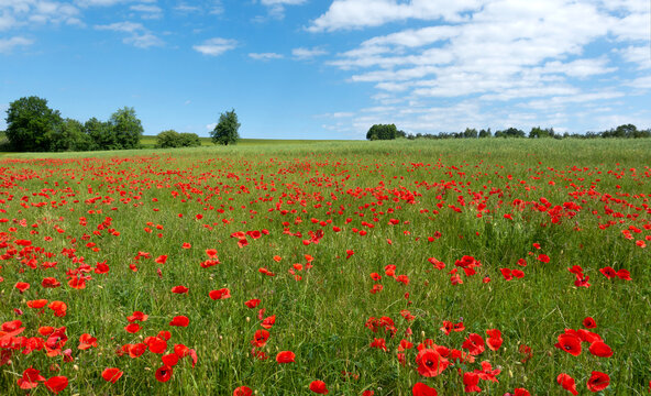 Rote Mohnblumen in der gr&uuml;nen Wiese einer idyllischen l&auml;ndlichen Szene