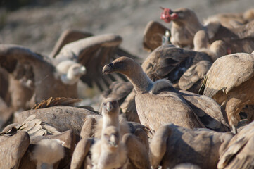 Griffon vultures Gyps fulvus eating meat. Natural Park of the Mountains and Canyons of Guara. Huesca. Aragon. Spain.